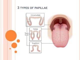 3 TYPES OF PAPILLAE
 