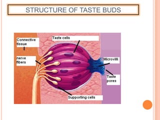 STRUCTURE OF TASTE BUDS
 