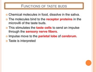 FUNCTIONS OF TASTE BUDS
 Chemical molecules in food, dissolve in the saliva.
 The molecules bind to the receptor proteins in the
microvilli of the taste buds.
 This stimulates the taste cells to send an impulse
through the sensory nerve fibers.
 Impulse move to the parietal lobe of cerebrum.
 Taste is interpreted
 