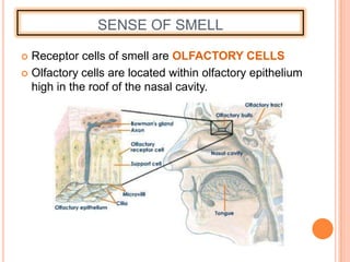 SENSE OF SMELL
 Receptor cells of smell are OLFACTORY CELLS
 Olfactory cells are located within olfactory epithelium
high in the roof of the nasal cavity.
 