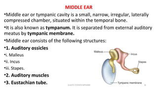 MIDDLE EAR
•Middle ear or tympanic cavity is a small, narrow, irregular, laterally
compressed chamber, situated within the temporal bone.
•It is also known as tympanum. It is separated from external auditory
meatus by tympanic membrane.
•Middle ear consists of the following structures:
•1. Auditory ossicles
•i. Malleus
•ii. Incus
•iii. Stapes.
•2. Auditory muscles
•3. Eustachian tube. GLADYS STEPHEN MPHARM 16
 
