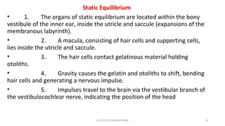 Static Equilibrium
• 1. The organs of static equilibrium are located within the bony
vestibule of the inner ear, inside the utricle and saccule (expansions of the
membranous labyrinth).
• 2. A macula, consisting of hair cells and supporting cells,
lies inside the utricle and saccule.
• 3. The hair cells contact gelatinous material holding
otoliths.
• 4. Gravity causes the gelatin and otoliths to shift, bending
hair cells and generating a nervous impulse.
• 5. Impulses travel to the brain via the vestibular branch of
the vestibulocochlear nerve, indicating the position of the head
GLADYS STEPHEN MPHARM 19
 
