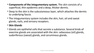 • Components of the integumentary system. The skin consists of a
superficial, thin epidermis and a deep, thicker dermis.
• Deep to the skin is the subcutaneous layer, which attaches the dermis
to underlying fascia.
• The integumentary system includes the skin, hair, oil and sweat
glands, nails, and sensory receptors.
• Skin Glands
• Glands are epithelial cells that secrete a substance. Several kinds of
exocrine glands are associated with the skin: sebaceous (oil) glands,
sudoriferous (sweat) glands, and ceruminous glands.
GLADYS STEPHEN MPHARM 24
 