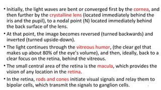 • Initially, the light waves are bent or converged first by the cornea, and
then further by the crystalline lens (located immediately behind the
iris and the pupil), to a nodal point (N) located immediately behind
the back surface of the lens.
• At that point, the image becomes reversed (turned backwards) and
inverted (turned upside-down).
• The light continues through the vitreous humor, (the clear gel that
makes up about 80% of the eye’s volume), and then, ideally, back to a
clear focus on the retina, behind the vitreous.
• The small central area of the retina is the macula, which provides the
vision of any location in the retina.
• In the retina, rods and cones initiate visual signals and relay them to
bipolar cells, which transmit the signals to ganglion cells.GLADYS STEPHEN MPHARM 7
 