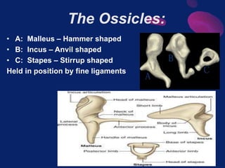 Anvil Shape Incus Sense organs | PPTX
