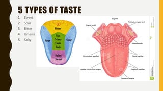 5 TYPES OF TASTE
1. Sweet
2. Sour
3. Bitter
4. Umami
5. Salty
 