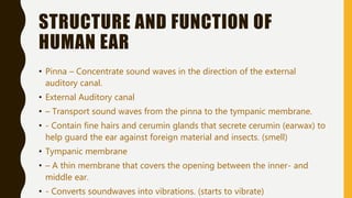 STRUCTURE AND FUNCTION OF
HUMAN EAR
• Pinna – Concentrate sound waves in the direction of the external
auditory canal.
• External Auditory canal
• – Transport sound waves from the pinna to the tympanic membrane.
• - Contain fine hairs and cerumin glands that secrete cerumin (earwax) to
help guard the ear against foreign material and insects. (smell)
• Tympanic membrane
• – A thin membrane that covers the opening between the inner- and
middle ear.
• - Converts soundwaves into vibrations. (starts to vibrate)
 