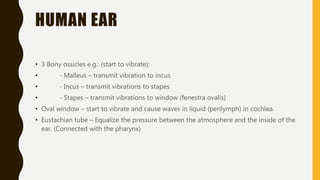 HUMAN EAR
• 3 Bony ossicles e.g.: (start to vibrate):
• - Malleus – transmit vibration to incus
• - Incus – transmit vibrations to stapes
• - Stapes – transmit vibrations to window (fenestra ovalis)
• Oval window – start to vibrate and cause waves in liquid (perilymph) in cochlea.
• Eustachian tube – Equalize the pressure between the atmosphere and the inside of the
ear. (Connected with the pharynx)
 