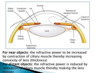 For near objects: the refractive power to be increased
by contraction of ciliary muscle thereby increasing
convexity of lens (thickness)
For distant objects: the refractive power is reduced by
relaxation of ciliary muscle thereby making the lens
 