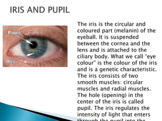 The iris is the circular and
coloured part (melanin) of the
eyeball. It is suspended
between the cornea and the
lens and is attached to the
ciliary body. What we call “eye
colour” is the colour of the iris
and is a genetic characteristic.
The iris consists of two
smooth muscles: circular
muscles and radial muscles.
The hole (opening) in the
center of the iris is called
pupil. The iris regulates the
intensity of light that enters
 