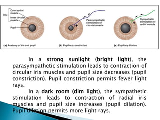 In a strong sunlight (bright light), the
parasympathetic stimulation leads to contraction of
circular iris muscles and pupil size decreases (pupil
constriction). Pupil constriction permits fewer light
rays.
In a dark room (dim light), the sympathetic
stimulation leads to contraction of radial iris
muscles and pupil size increases (pupil dilation).
Pupil dilation permits more light rays.
 