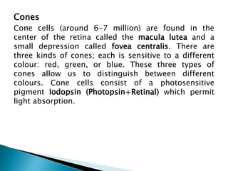 Cones
Cone cells (around 6-7 million) are found in the
center of the retina called the macula lutea and a
small depression called fovea centralis. There are
three kinds of cones; each is sensitive to a different
colour: red, green, or blue. These three types of
cones allow us to distinguish between different
colours. Cone cells consist of a photosensitive
pigment Iodopsin (Photopsin+Retinal) which permit
light absorption.
 