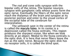 The rod and cone cells synapse with the
bipolar cells of the retina. The bipolar neurons
synapse with ganglionic cells whose axons form the
optic nerve. Eventually the fibers of the optic nerve
reach the thalamus of the brain and synapse at its
posterior portion and enter to the visual cortex of
the occipital lobe of the cerebrum for
interpretation.
The yellowish spot in the center of the retina
is called the macula lutea. In its center is a
depression called the fovea centralis. This region
produces the sharpest vision, like when we look
directly at an object. Medial to the fovea centralis is
the optic disk. It is here that nerve fibers leave the
eye as the optic nerve. Because the optic disk has
no receptor cells, it is called the blind spot.
 