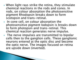  When light rays strike the retina, they stimulate
chemical reactions in the rods and cones. In
rods, on colour absorption the photosensitive
pigment Rhodopsin breaks down to form
scotopsin and trans-retinal.
 In cone cell, on colour absorption the
photosensitive pigment Iodopsin is breaks down
to form photopsin and trans-retinal. This
chemical reaction generates nerve impulse.
 The nerve impulses are transmitted to bipolar
cells then to the ganglion cells. These ganglionic
neurons entered at the optic disc and become
the optic nerve. The images focused on retina
are upside down (inverted).
 