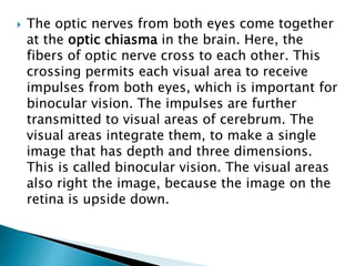  The optic nerves from both eyes come together
at the optic chiasma in the brain. Here, the
fibers of optic nerve cross to each other. This
crossing permits each visual area to receive
impulses from both eyes, which is important for
binocular vision. The impulses are further
transmitted to visual areas of cerebrum. The
visual areas integrate them, to make a single
image that has depth and three dimensions.
This is called binocular vision. The visual areas
also right the image, because the image on the
retina is upside down.
 