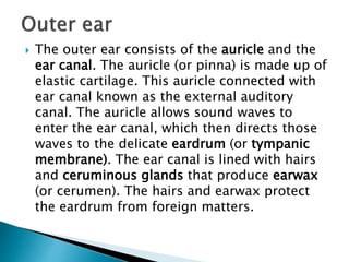  The outer ear consists of the auricle and the
ear canal. The auricle (or pinna) is made up of
elastic cartilage. This auricle connected with
ear canal known as the external auditory
canal. The auricle allows sound waves to
enter the ear canal, which then directs those
waves to the delicate eardrum (or tympanic
membrane). The ear canal is lined with hairs
and ceruminous glands that produce earwax
(or cerumen). The hairs and earwax protect
the eardrum from foreign matters.
 
