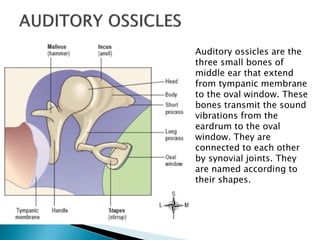 Auditory ossicles are the
three small bones of
middle ear that extend
from tympanic membrane
to the oval window. These
bones transmit the sound
vibrations from the
eardrum to the oval
window. They are
connected to each other
by synovial joints. They
are named according to
their shapes.
 