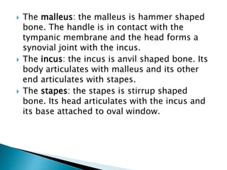  The malleus: the malleus is hammer shaped
bone. The handle is in contact with the
tympanic membrane and the head forms a
synovial joint with the incus.
 The incus: the incus is anvil shaped bone. Its
body articulates with malleus and its other
end articulates with stapes.
 The stapes: the stapes is stirrup shaped
bone. Its head articulates with the incus and
its base attached to oval window.
 