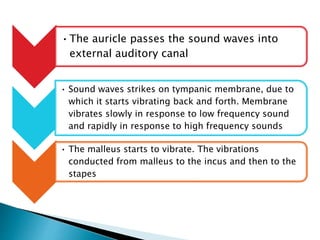 •The auricle passes the sound waves into
external auditory canal
• Sound waves strikes on tympanic membrane, due to
which it starts vibrating back and forth. Membrane
vibrates slowly in response to low frequency sound
and rapidly in response to high frequency sounds
• The malleus starts to vibrate. The vibrations
conducted from malleus to the incus and then to the
stapes
 