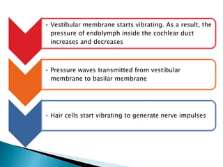 • Vestibular membrane starts vibrating. As a result, the
pressure of endolymph inside the cochlear duct
increases and decreases
• Pressure waves transmitted from vestibular
membrane to basilar membrane
• Hair cells start vibrating to generate nerve impulses
 