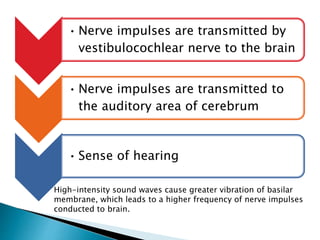 • Nerve impulses are transmitted by
vestibulocochlear nerve to the brain
• Nerve impulses are transmitted to
the auditory area of cerebrum
• Sense of hearing
High-intensity sound waves cause greater vibration of basilar
membrane, which leads to a higher frequency of nerve impulses
conducted to brain.
 