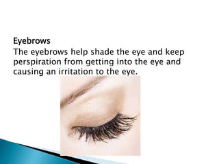 Eyebrows
The eyebrows help shade the eye and keep
perspiration from getting into the eye and
causing an irritation to the eye.
 