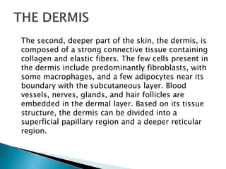 The second, deeper part of the skin, the dermis, is
composed of a strong connective tissue containing
collagen and elastic fibers. The few cells present in
the dermis include predominantly fibroblasts, with
some macrophages, and a few adipocytes near its
boundary with the subcutaneous layer. Blood
vessels, nerves, glands, and hair follicles are
embedded in the dermal layer. Based on its tissue
structure, the dermis can be divided into a
superficial papillary region and a deeper reticular
region.
 