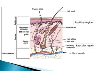 Papillary region
Reticular region
 