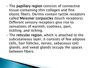  The papillary region consists of connective
tissue containing thin collagen and fine
elastic fibers. Dermis contain tactile receptors
called Meissner corpuscles (touch receptors).
Different sensory receptors give rise to
sensations of warmth, coolness, pain,
tickling, and itching.
 The reticular region, which is attached to the
subcutaneous layer, it consists of few adipose
cells, hair follicles, nerves, sebaceous (oil)
glands, and sweat glands occupy the spaces
between fibers.
 