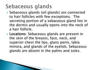  Sebaceous glands (oil glands) are connected
to hair follicles with few exceptions. The
secreting portion of a sebaceous gland lies in
the dermis and usually opens into the neck of
a hair follicle.
 Locations: Sebaceous glands are present in
the skin of the breasts, face, neck, and
superior chest the lips, glans penis, labia
minora, and glands of the eyelids. Sebaceous
glands are absent in the palms and soles.
 