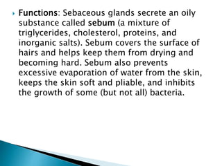  Functions: Sebaceous glands secrete an oily
substance called sebum (a mixture of
triglycerides, cholesterol, proteins, and
inorganic salts). Sebum covers the surface of
hairs and helps keep them from drying and
becoming hard. Sebum also prevents
excessive evaporation of water from the skin,
keeps the skin soft and pliable, and inhibits
the growth of some (but not all) bacteria.
 