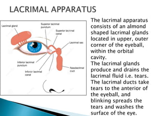 The lacrimal apparatus
consists of an almond
shaped lacrimal glands
located in upper, outer
corner of the eyeball,
within the orbital
cavity.
The lacrimal glands
produce and drains the
lacrimal fluid i.e. tears.
The lacrimal ducts take
tears to the anterior of
the eyeball, and
blinking spreads the
tears and washes the
surface of the eye.
 