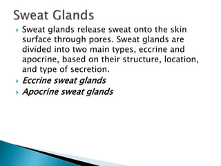  Sweat glands release sweat onto the skin
surface through pores. Sweat glands are
divided into two main types, eccrine and
apocrine, based on their structure, location,
and type of secretion.
 Eccrine sweat glands
 Apocrine sweat glands
 