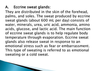 A. Eccrine sweat glands:
They are distributed in the skin of the forehead,
palms, and soles. The sweat produced by eccrine
sweat glands (about 600 mL per day) consists of
water, minerals, urea, uric acid, ammonia, amino
acids, glucose, and lactic acid. The main function
of eccrine sweat glands is to help regulate body
temperature through evaporation. Eccrine sweat
glands also release sweat in response to an
emotional stress such as fear or embarrassment.
This type of sweating is referred to as emotional
sweating or a cold sweat.
 