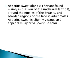  Apocrine sweat glands: They are found
mainly in the skin of the underarm (armpit),
around the nipples of the breasts, and
bearded regions of the face in adult males.
Apocrine sweat is slightly viscous and
appears milky or yellowish in color.
 