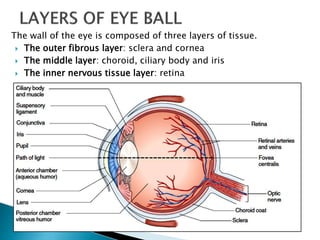 The wall of the eye is composed of three layers of tissue.
 The outer fibrous layer: sclera and cornea
 The middle layer: choroid, ciliary body and iris
 The inner nervous tissue layer: retina
 