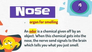 Nose
➢ organ for smelling
An odor is a chemical given off by an
object. When this chemical gets into the
nose, the nerve send signals to the brain
which tells you what you just smell.
 