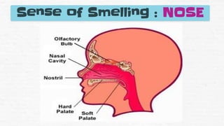 Sense of Smelling : NOSE
 