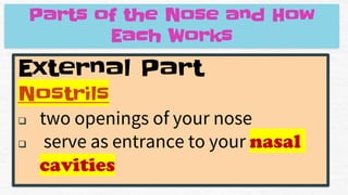 External Part
Nostrils
❑ two openings of your nose
❑ serve as entrance to your nasal
cavities
Parts of the Nose and How
Each Works
 