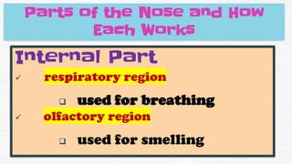 Internal Part
✓ respiratory region
❑ used for breathing
✓ olfactory region
❑ used for smelling
Parts of the Nose and How
Each Works
 