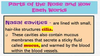 Nasal cavities – are lined with small,
hair-like structures cilia.
❑ These cavities also contain mucous
membranes that secrete a sticky fluid
called mucus, and warmed by the blood
within the blood vessels.
Parts of the Nose and How
Each Works
 