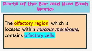 Parts of the Ear and How Each
Works
The olfactory region, which is
located within mucous membrane,
contains olfactory cells.
 
