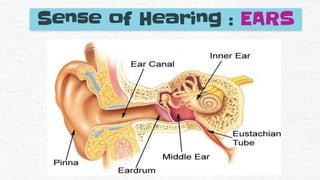 Sense of Hearing : EARS
 