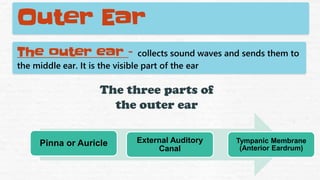 Outer Ear
The outer ear – collects sound waves and sends them to
the middle ear. It is the visible part of the ear
The three parts of
the outer ear
Pinna or Auricle External Auditory
Canal
Tympanic Membrane
(Anterior Eardrum)
 