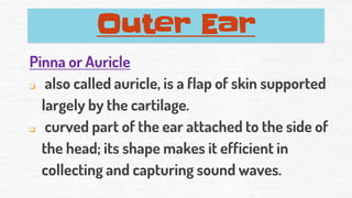 Outer Ear
Pinna or Auricle
❑ also called auricle, is a flap of skin supported
largely by the cartilage.
❑ curved part of the ear attached to the side of
the head; its shape makes it efficient in
collecting and capturing sound waves.
 