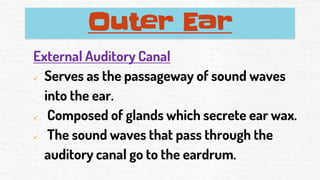 External Auditory Canal
✓ Serves as the passageway of sound waves
into the ear.
✓ Composed of glands which secrete ear wax.
✓ The sound waves that pass through the
auditory canal go to the eardrum.
Outer Ear
 