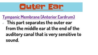 Tympanic Membrane (Anterior Eardrum)
✓ This part separates the outer ear
from the middle ear at the end of the
auditory canal that is very sensitive to
sound.
Outer Ear
 