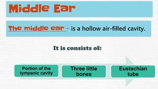 Middle Ear
The middle ear – is a hollow air-filled cavity.
It is consists of:
Portion of the
tympanic cavity
Three little
bones
Eustachian
tube
 