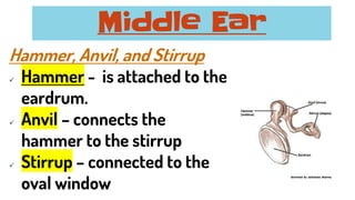 Hammer, Anvil, and Stirrup
✓ Hammer - is attached to the
eardrum.
✓ Anvil – connects the
hammer to the stirrup
✓ Stirrup – connected to the
oval window
Middle Ear
 
