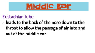 Eustachian tube
✓ leads to the back of the nose down to the
throat to allow the passage of air into and
out of the middle ear
Middle Ear
 